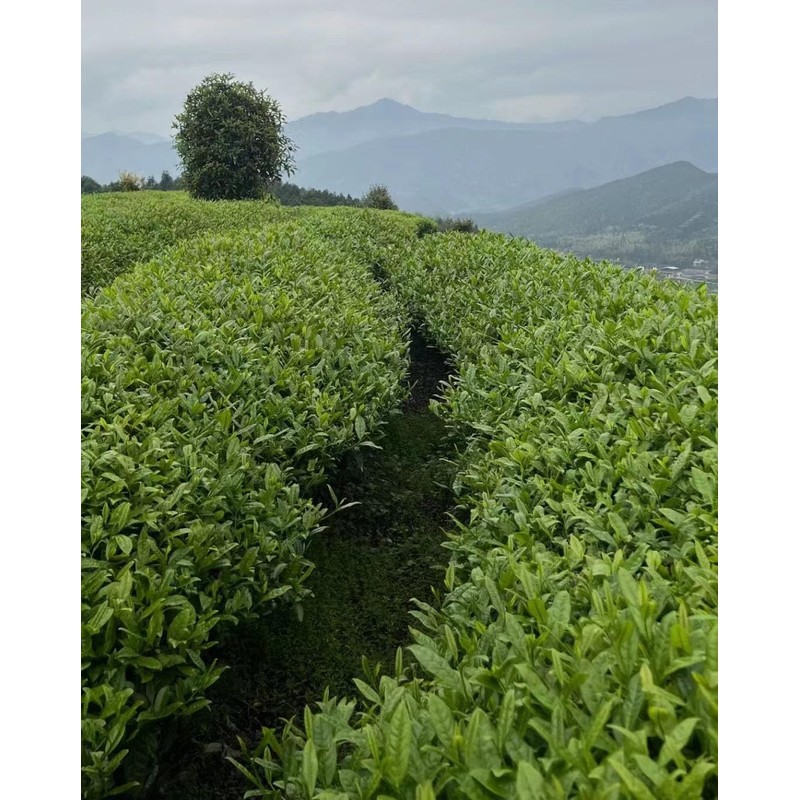 Chinese black tea (Top tier Jin Jun Mei)