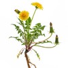 Mimea Mimea Dandelion Root Cut | 1kg | Quality Ingredients