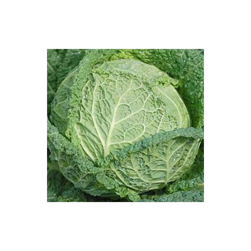 Cabbage Savoy Perfection Great Heirloom Vegetable by Seed Kingdom (1