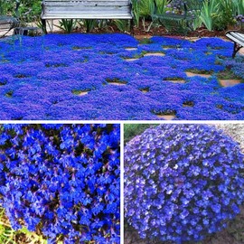 21000+ Magic Blue Creeping Thyme Seeds for Planting Ground Cover Plants Heirloom Flowers Perennial Thyme Non-GMO Thymus Serpyllum Seed