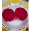 Cactus Robles Red Dragon Fruit (Pitaya)- 2 Cuttings 8-10 Inch