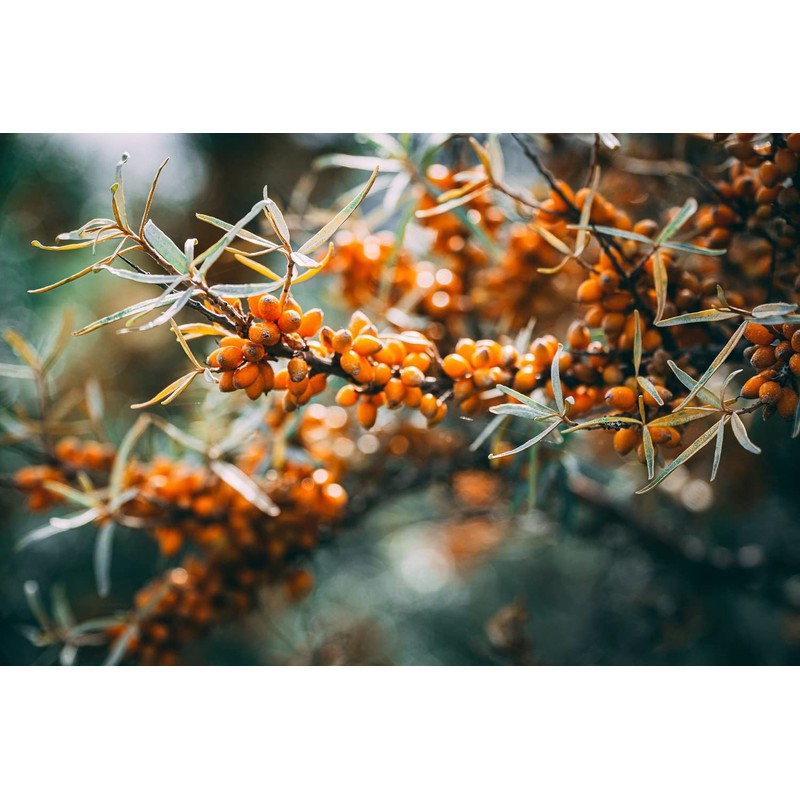 Economy Set Solid Shampoo 'Mild' 40 g + Vegan Soap