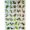 Buzz BRITISH TREE LEAF Nature Identification Poster - 35 Images