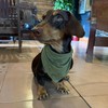 Duggyta Premium Solid Olive Dog Bandana, Luxury Soft Cotton Adjustable