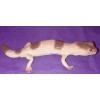 AAA African Fat Tailed Gecko Replica - AAA