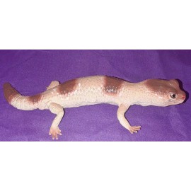 AAA African Fat Tailed Gecko Replica - AAA