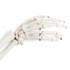 EVOTECH SCIENTIFIC Human Upper Limb Skeleton Anatomical Model, Life Size