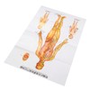 Chinese and English Acupoint Wall Chart Front Large Size Comprehensive
