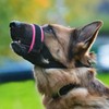 Gentle Muzzle Guard for Dogs - Prevents Biting and Unwanted
