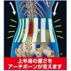 Cyprus Doctor Tour Lumbar Corset (Large) 6 Arch Bones, Double