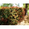 Photinia Red Tip | 2 Extra Large 3 Gallon Plants