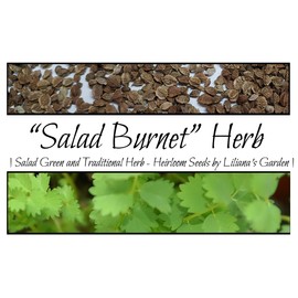 “Salad Burnet” Herb Seeds – Alternative Salad Green and Easy-to-Grow Herb – Harvest in 6 Weeks | Never GMO, Always Heirloom and OP | USA Grown Seeds by Liliana's Garden |