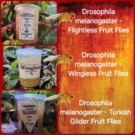 Crazy Frog Lady Fruit Fly Cultures 3 Pack - Flightless - Wingless - Turkish Gliders Frog Food