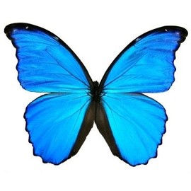 Butterfly Utopia Giant Blue Morpho didius Framed Butterfly Riker Mount - 8" x 6" - Wall Art for Living Room