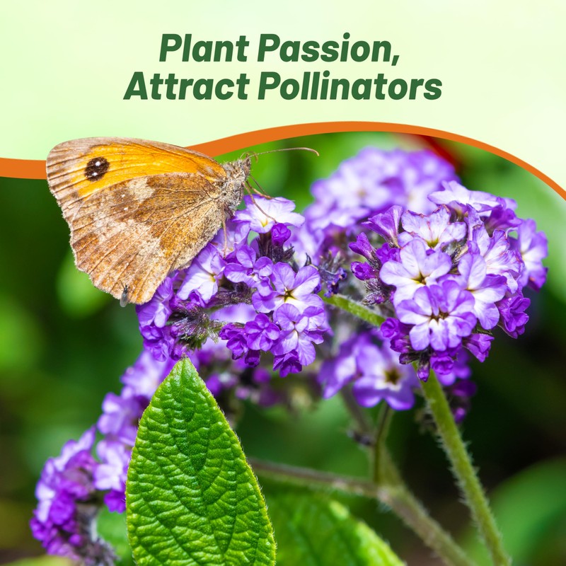 Outsidepride Marine Heliotropium Seeds - 1000 Pcs. Perennial, Easy to