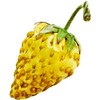 Pineapple Crush White Alpine Strawberry Fraise des Bois Premium Seeds for Planting Packet