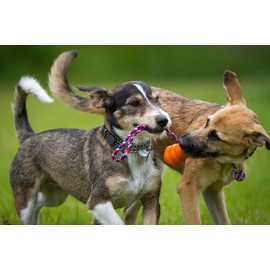 Dog Bone Supplement Large Breed - Premium Hip and Joint Complex - Dog Treats - Healthy Formula - msm for Pets - 360 Treats (3 Bottle)