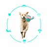 Interactive Outdoor Fly Ball Flying Saucer Ball Interesting Dog Soccer