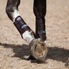 Masta Air-Flux Horse Brushing Boots - Training Neoprene Protective Wrap