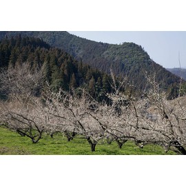 [Toyonokaumi] Umeboshi 17.6 oz (500 g) Additive-free, Plum, Red Shiso, Pickled with Sun-dried Salt Alone, 16% Natural Salt, Made in Oyama Town, Oita Prefecture