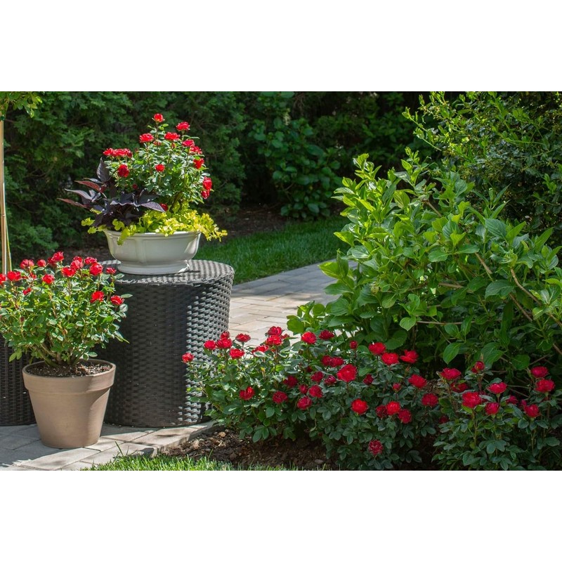 Petite Knock Out® Rose - Live Plant - (1 QT)