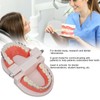 Teeth Dental Demonstration Model, Dental Typodont Tooth Model with Orthodontic