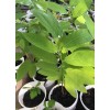 Tree Sugar Apple 5”-9” Live Plant Seedling Tree-Asian Plant Collection