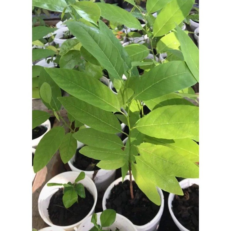 Tree Sugar Apple 5”-9” Live Plant Seedling Tree-Asian Plant Collection