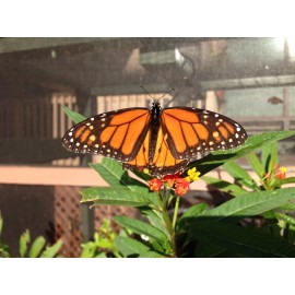 Unbranded Asclepias Curassavica-Tr