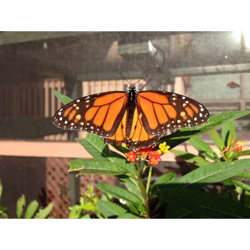 Unbranded Asclepias Curassavica-Tr