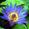 4 Pack Live Water Lily Tubers Plants Colorful Pond Freshwater