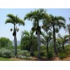 Buy Rare Seeds Hyophorbe verschaffeltii | Spindle Palm | 10_Seeds