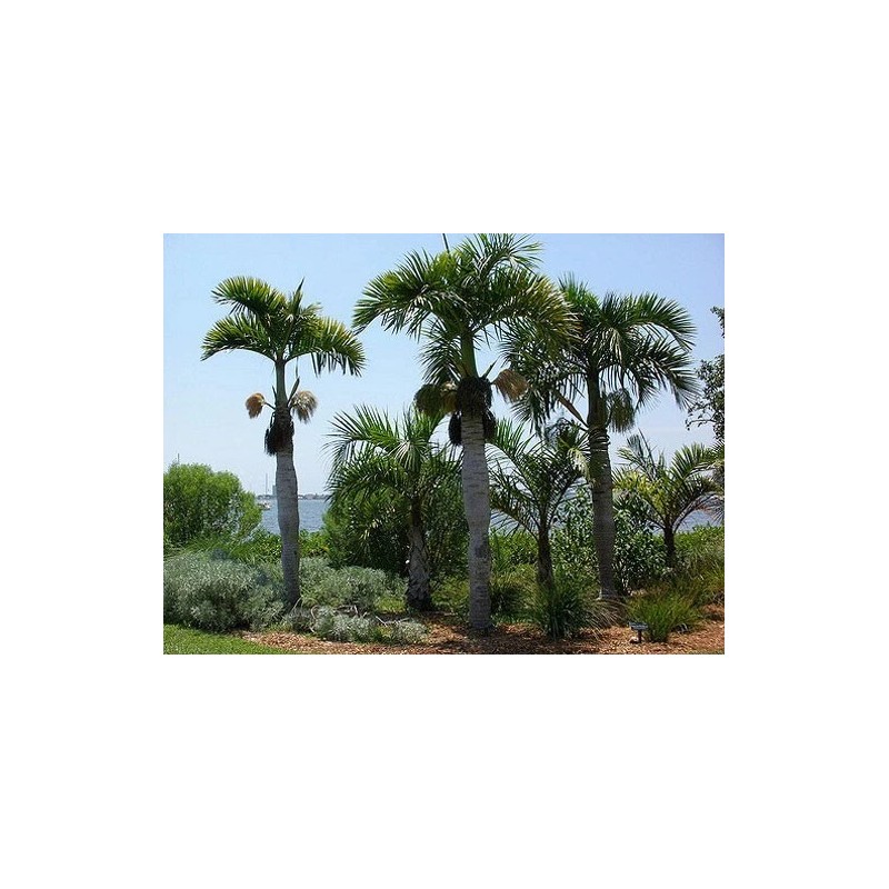 Buy Rare Seeds Hyophorbe verschaffeltii | Spindle Palm | 10_Seeds