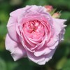 Heirloom Roses Rose Plant - Parfuma® Summer Romance Pink Rose
