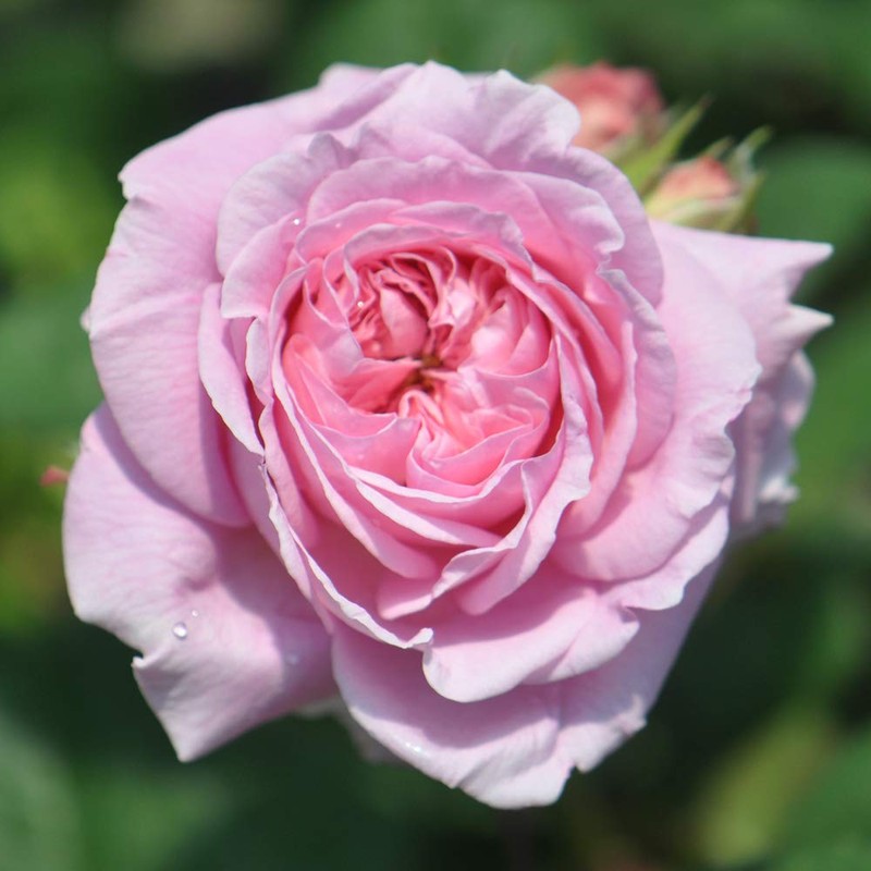 Heirloom Roses Rose Plant - Parfuma® Summer Romance Pink Rose