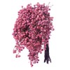 Daichi Farm DO003380-100 Preserved Flowers, Pepperberry, Preserved, Pink, Approx. 9.8