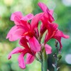 Canna Flower Seeds - Tropical Series: Rose - 100 Seeds