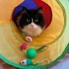 PUBAMALL Túnel para Gatos, Juguete Extensible Plegable para Jugar con