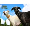 Greyhound Birthday Card