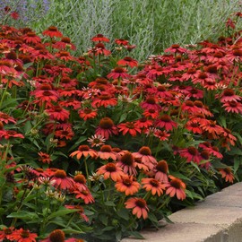 Eden Brothers Coneflower Seeds - Artisan Red Ombre