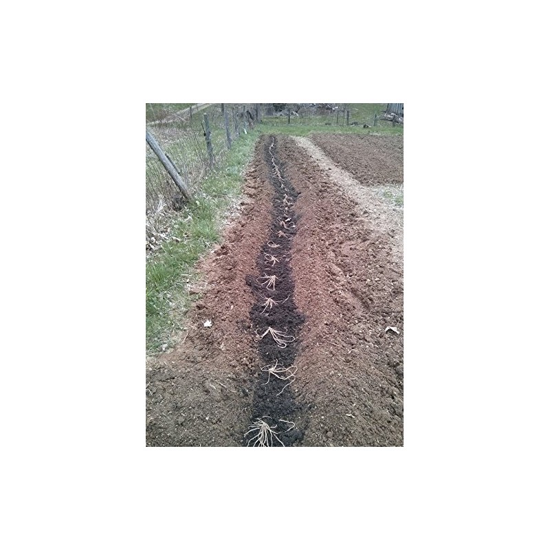 25 2nd Year Mary Washington Variety Asparagus Roots/Plants