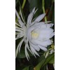 exotic 4 CLIPPINGS-Epiphyllum oxipetalum 'Queen of the Night' - 8"