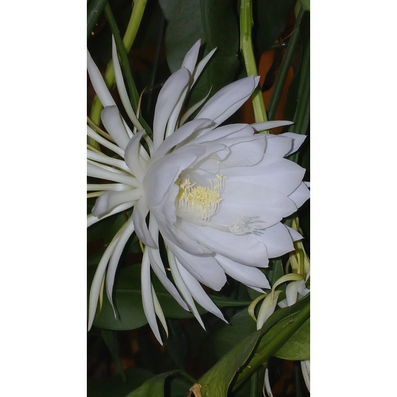 exotic 4 CLIPPINGS-Epiphyllum oxipetalum 'Queen of the Night' - 8"
