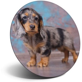 Destination Vinyl ltd Magnet for Refrigerator, Fridge - Cute Dachshund Puppy Dog Fun for Office, Cabinet and Whiteboard, Magnetic Stickers, 2019