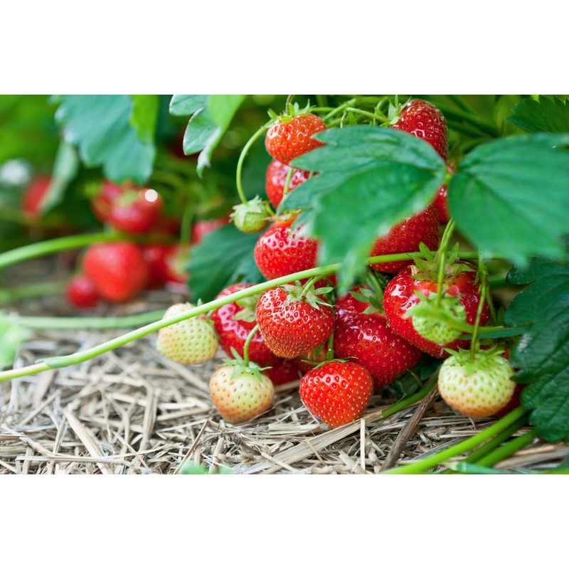 1LB Water absorbing crystals, polymer, soil moist Medium Size