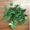 Ooki Green Pothos Plant Devil's Ivy Hanging Bush Home Wedding