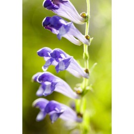 Organic Pet Systems Bug Off Natural Defense Meal Topper* Flea, Tick & Pest Defense