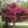 Emperor 1 Red Japanese Maple - Live Plant - (2.5