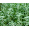 Fresh Horehound (Marrubium Vulgare) - Non-GMO - Medicinal - 100+