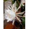Zensability CUTTING w/ root - Epiphyllum oxipetalum 'Queen of the